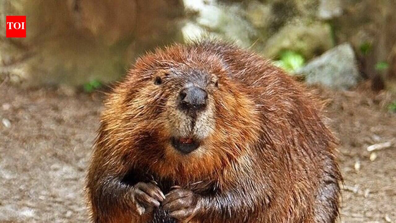 North American beavers in sub-Antarctic Chile are doing more than flooding forests; they are turning riparian land into methane-spewing wetlands |
