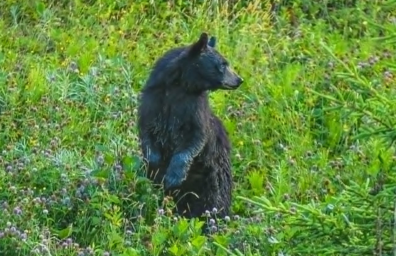 Image of a black coloured bear standing up.