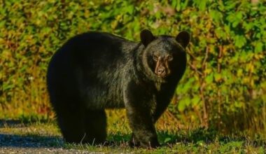 Be bear aware, as reported sightings on Newfoundland's Avalon Peninsula are rising