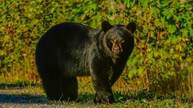 Be bear aware, as reported sightings on Newfoundland's Avalon Peninsula are rising