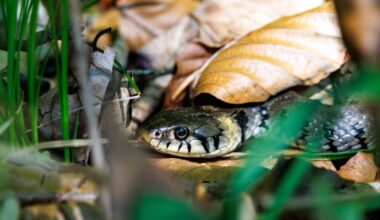 Rare, well-preserved snake fossil offers new insight into millions of years of evolution