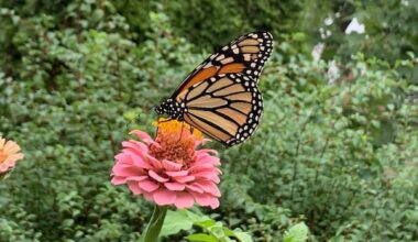 Seeing more monarchs? Great winter has had 'knock-on effect' for this summer's butterflies