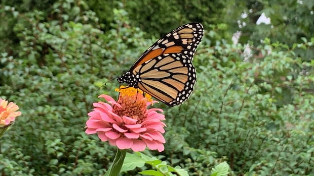 Seeing more monarchs? Great winter has had 'knock-on effect' for this summer's butterflies