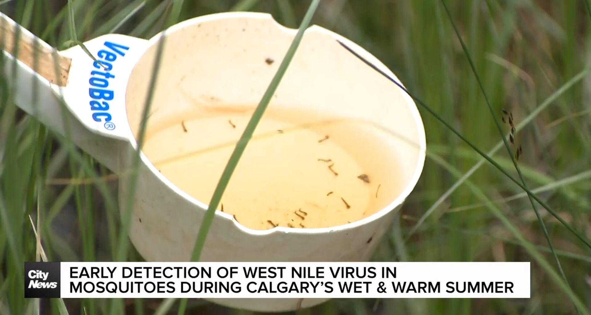 Early detection of West Nile virus in mosquitoes during Calgary’s wet & warm summer