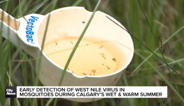 Early detection of West Nile virus in mosquitoes during Calgary’s wet & warm summer