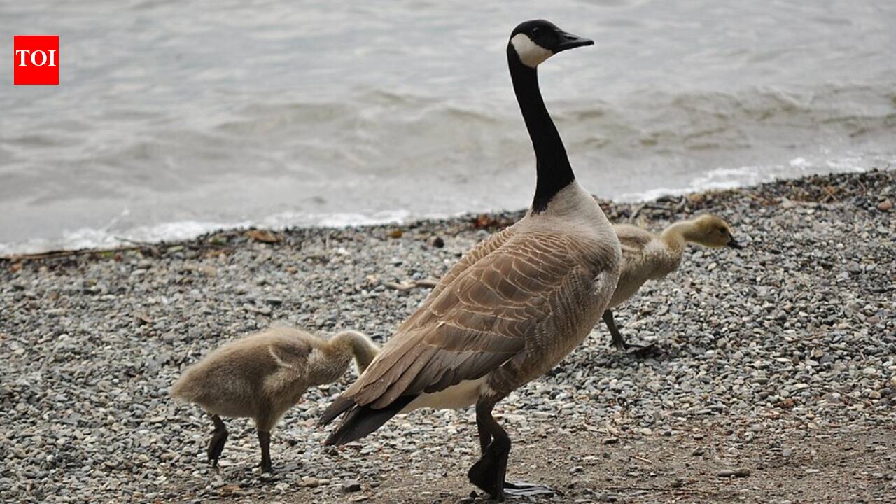 New Zealand's Canada Geese: From Hunting Delight to Agricultural Nightmare | World News