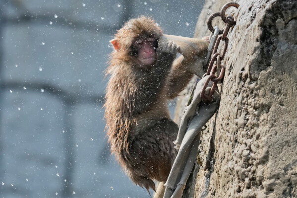 Punch, a young Japanese macaque, plays at Ichikawa City Zoological and Botanical Garden in Ichikawa, east of Tokyo, Thursday, July 23, 2026. (AP Photo/Eugene Hoshiko)