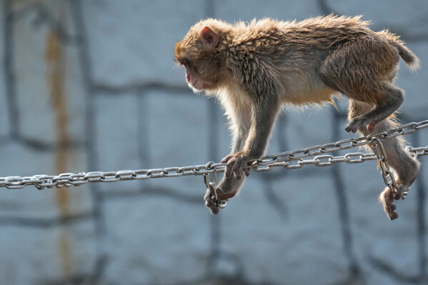 Punch, a young Japanese macaque, plays at Ichikawa City Zoological and Botanical Garden in Ichikawa, east of Tokyo, Thursday, July 23, 2026. (AP Photo/Eugene Hoshiko)