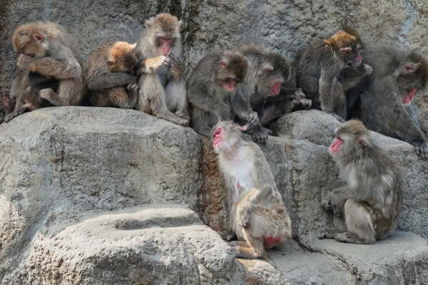 Japanese macaques rest and groom one another in their enclosure at the Ichikawa City Zoological and Botanical Garden in Ichikawa, east of Tokyo, Thursday, July 23, 2026. Punch is not pictured. (AP Photo/Eugene Hoshiko)