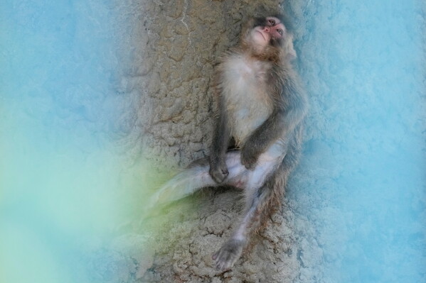 Punch, a young Japanese macaque, pauses at the shade at Ichikawa City Zoological and Botanical Garden in Ichikawa, east of Tokyo, Thursday, July 23, 2026. (AP Photo/Eugene Hoshiko)