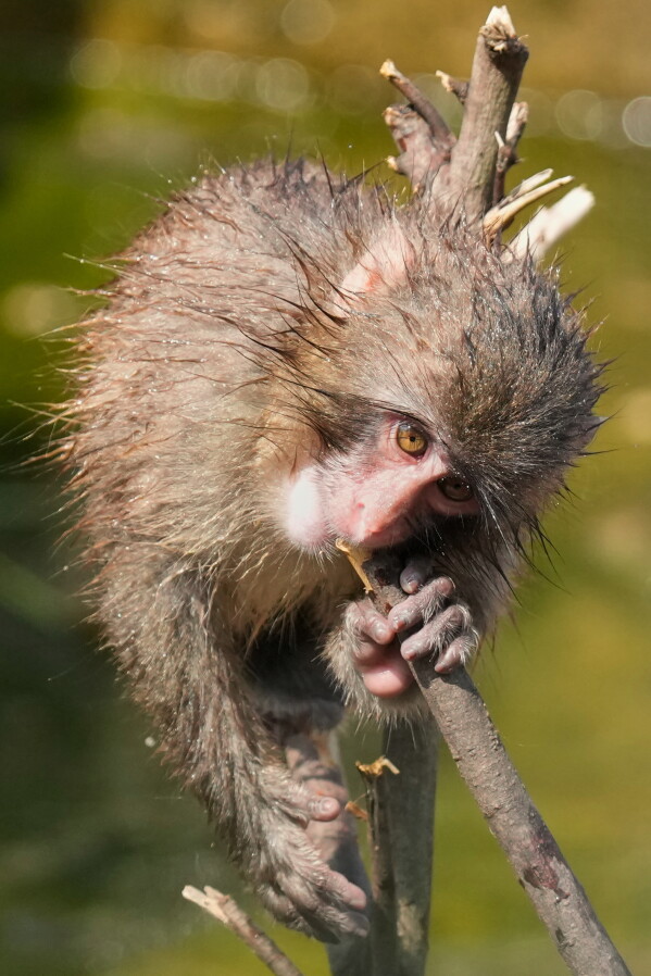 Punch, a young Japanese macaque, plays at Ichikawa City Zoological and Botanical Garden in Ichikawa, east of Tokyo, Thursday, July 23, 2026. (AP Photo/Eugene Hoshiko)