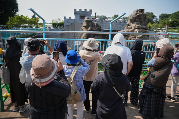 Visitors gather to watch Punch, a young Japanese macaque, at the Ichikawa City Zoological and Botanical Garden in Ichikawa, east of Tokyo, Thursday, July 23, 2026. (AP Photo/Eugene Hoshiko)