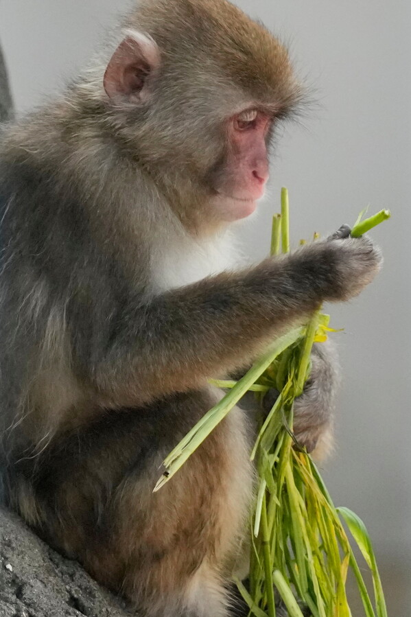 Punch, a young Japanese macaque, eats at Ichikawa City Zoological and Botanical Garden in Ichikawa, east of Tokyo, Thursday, July 23, 2026. (AP Photo/Eugene Hoshiko)