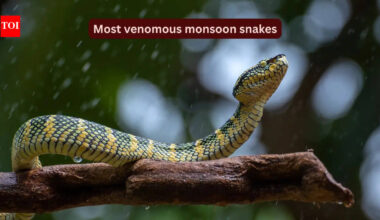10 most venomous snakes in India that are commonly spotted during the monsoon and where you may encounter them