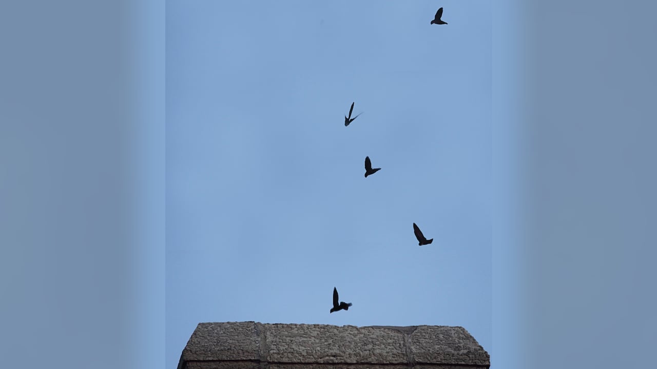 Birds known as chimney swifts fly into a chimney where they're nesting.