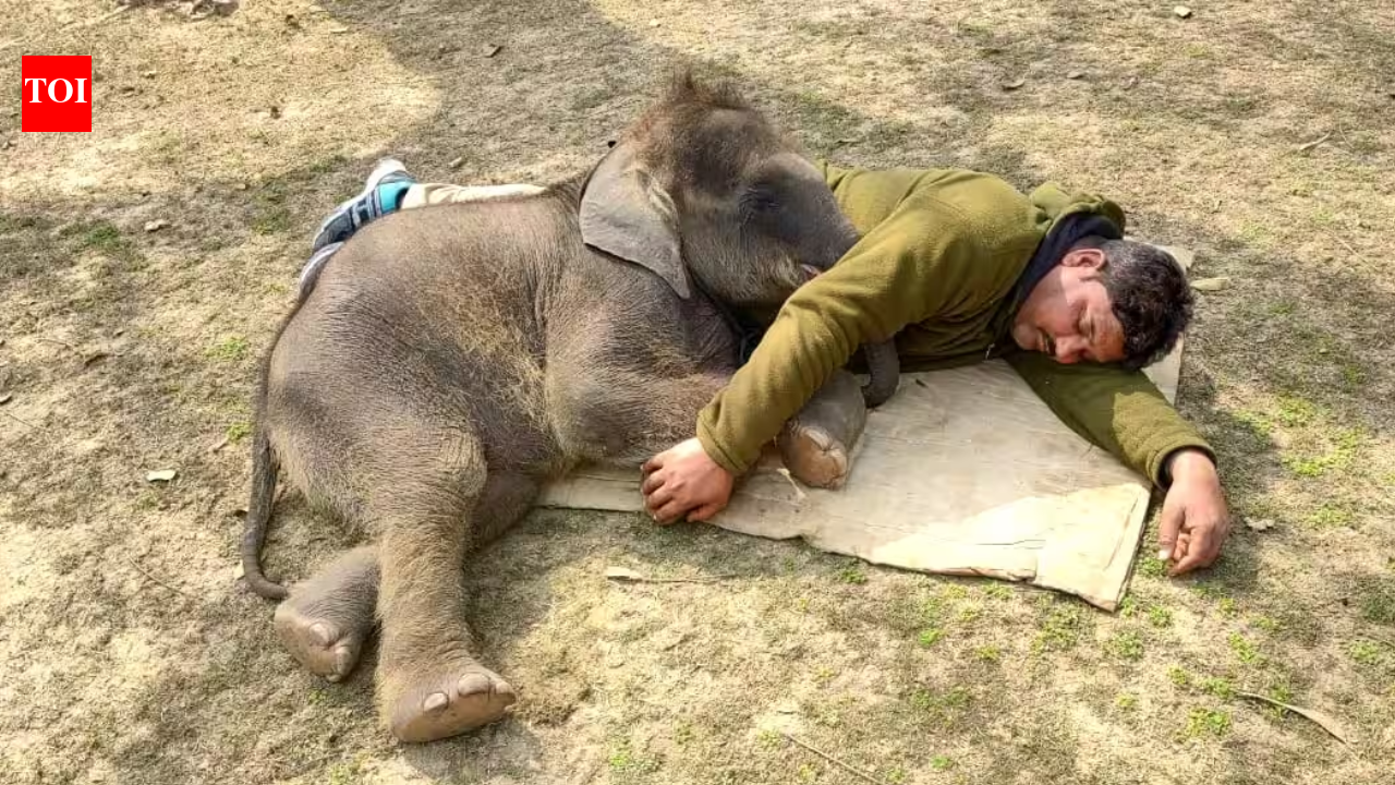 Orphaned once, Dudhwa elephant now faces separation from surrogate family | Bareilly News