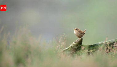 Researchers used AI to study more than 116,000 birdsong recordings from over 3,000 species and discovered that despite their huge variety, birdsongs across the world are built from only eight basic acoustic building blocks