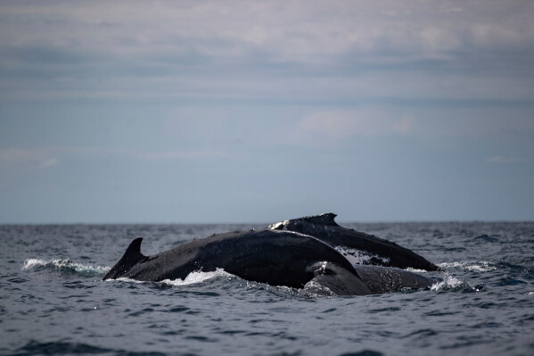 Humpback whales surface together in Bahia Solano, Colombia, Sunday, Aug. 27, 2023. (AP Photo/Ivan Valencia, File)