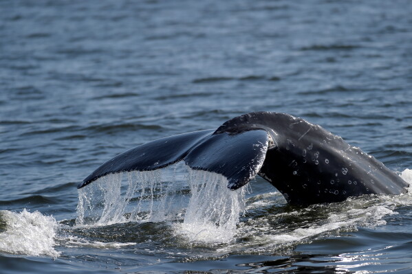 A humpback whale dives off the coast of Rio de Janeiro, Brazil, Tuesday, June 30, 2026. (AP Photo/Dhavid Normando)