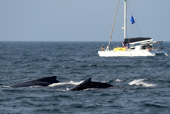 Humpback whales surface near a Humpback Whale Project boat during monitoring off the coast of Rio de Janeiro, Brazil, Tuesday, June 30, 2026. (AP Photo/Dhavid Normando)