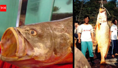 The Chinese bahaba, a critically endangered fish nicknamed the 'Panda of the Sea,' was missing from Hong Kong for over a decade, until its DNA gave it away