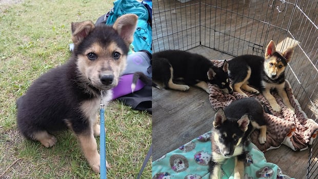 Searchers comb downtown Winnipeg to find stolen puppy