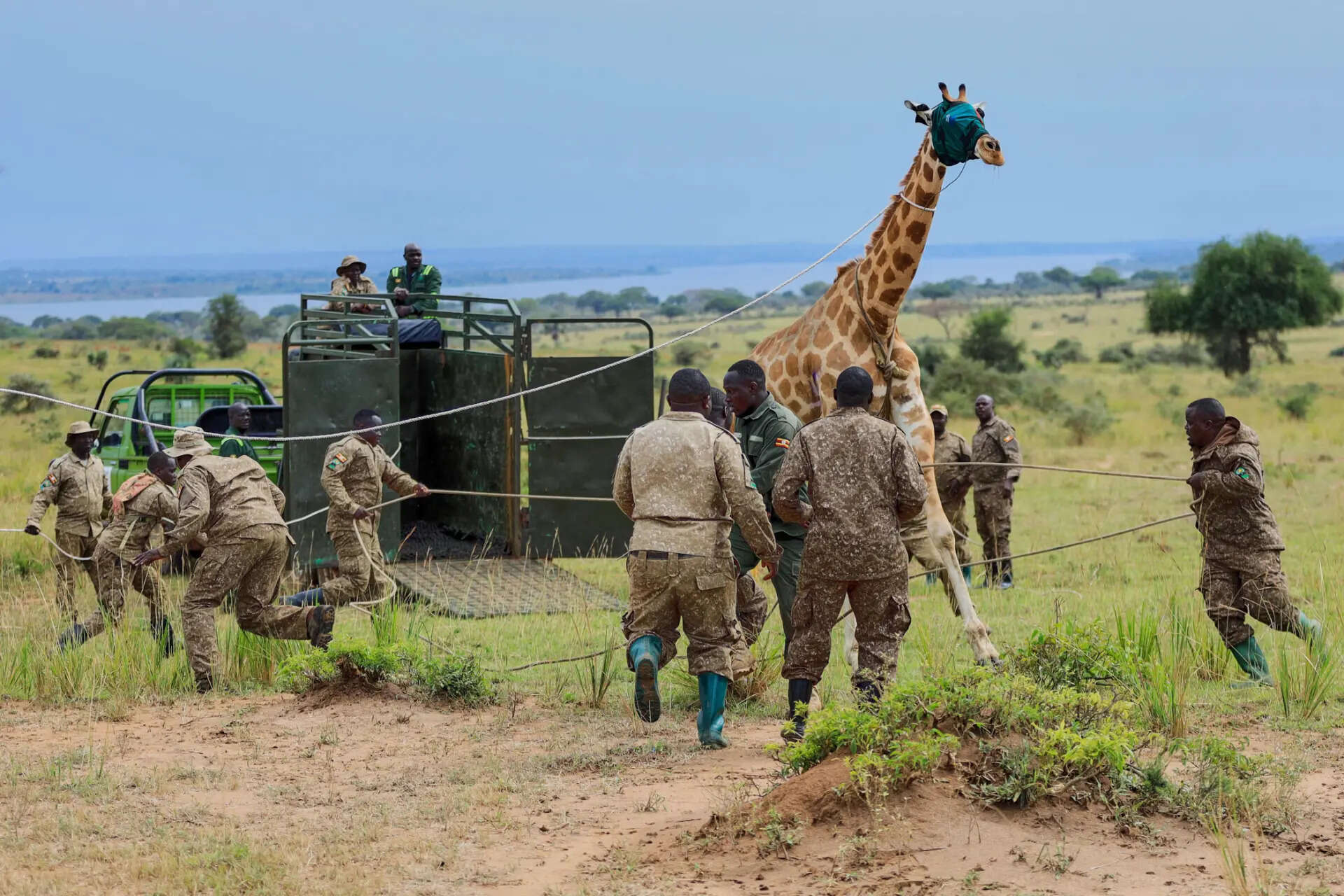Uganda Wildlife Authority (UWA) rangers and veterinarians restrain a sedated Nubian giraffe during its translocation from Murchison Falls National Park to Ajai Wildlife Reserve near Arua, northwestern Uganda, Wednesday, July 22, 2026. (AP Photo/Hajarah Nalwadda) Uganda Giraffe Translocation