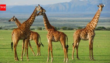 In the early 1980s, poaching wiped out all wildlife in this Ugandan reserve, now 12 giraffes are being brought back to save them from oil drilling
