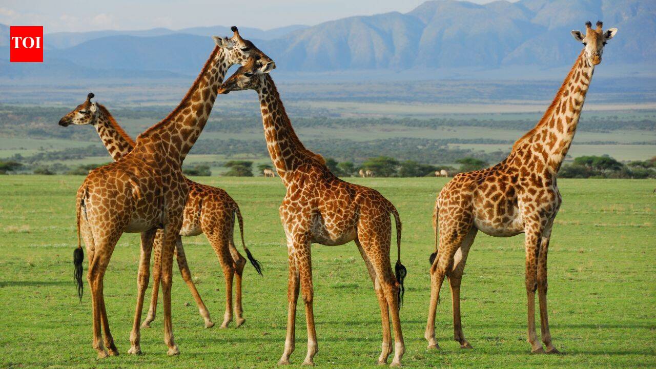 In the early 1980s, poaching wiped out all wildlife in this Ugandan reserve, now 12 giraffes are being brought back to save them from oil drilling