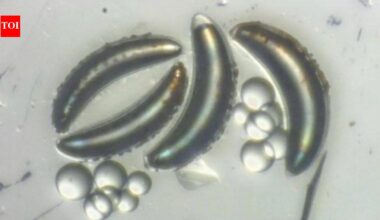 Scientists thought insects could never survive the deep ocean because their air-filled bodies would implode, but lake fly larvae in Africa's Lake Malawi are proving them wrong