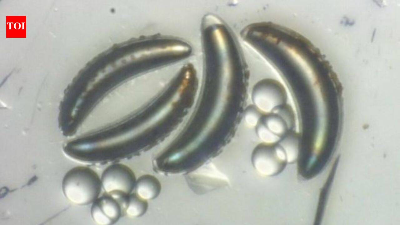Scientists thought insects could never survive the deep ocean because their air-filled bodies would implode, but lake fly larvae in Africa's Lake Malawi are proving them wrong