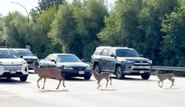 VIDEO: Deer cross road using painted lines at light in Maple Ridge