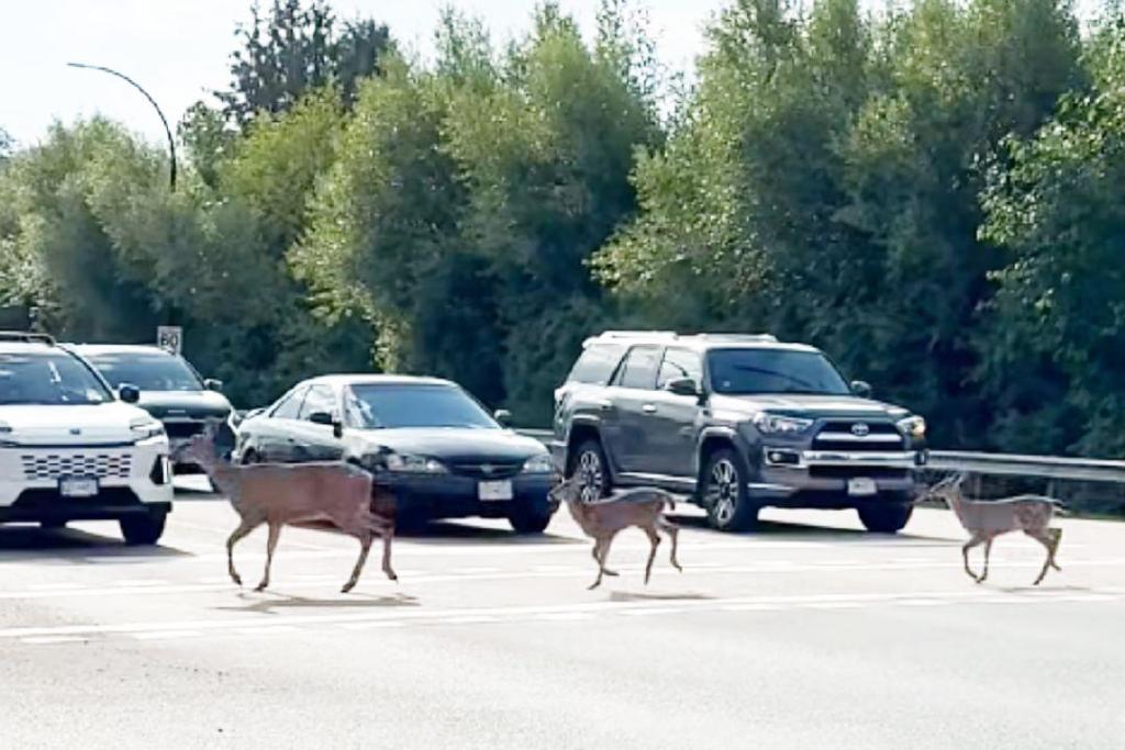 VIDEO: Deer cross road using painted lines at light in Maple Ridge