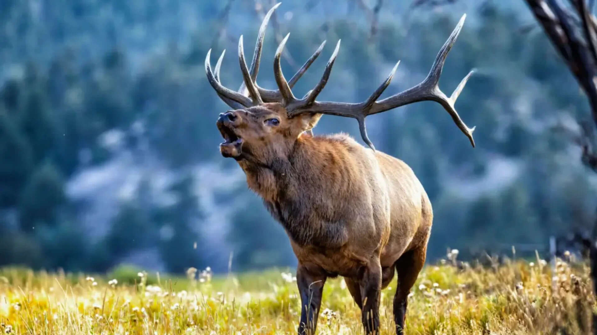 In Canada's tourist areas, elk attack far more people than grizzly bears do, study finds -