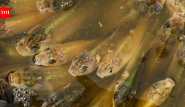Calgary: A stormwater pond in Calgary appears filled with Prussian carp; the invasive fish can produce all-female clone-like offspring and spread through drainage routes