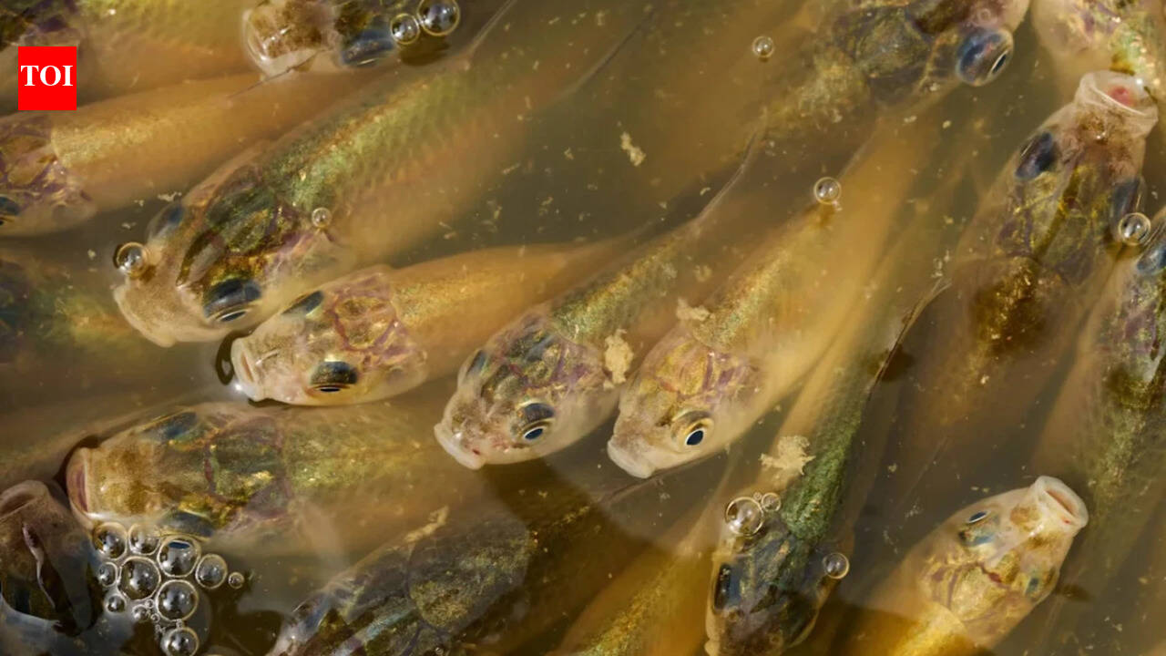 Calgary: A stormwater pond in Calgary appears filled with Prussian carp; the invasive fish can produce all-female clone-like offspring and spread through drainage routes