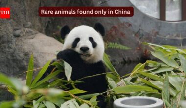 10 rare animals found only in China and where to spot them