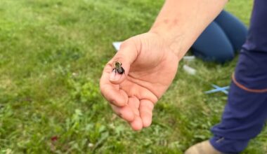 Fredericton backyards abuzz with an insect that's finally being tracked