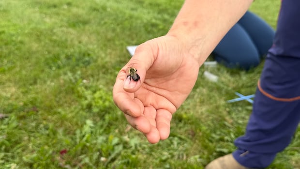 Fredericton backyards abuzz with an insect that's finally being tracked