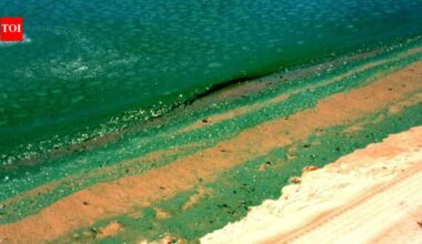 Australia's Devastating Algal Bloom: Millions of Marine Lives Affected | World News