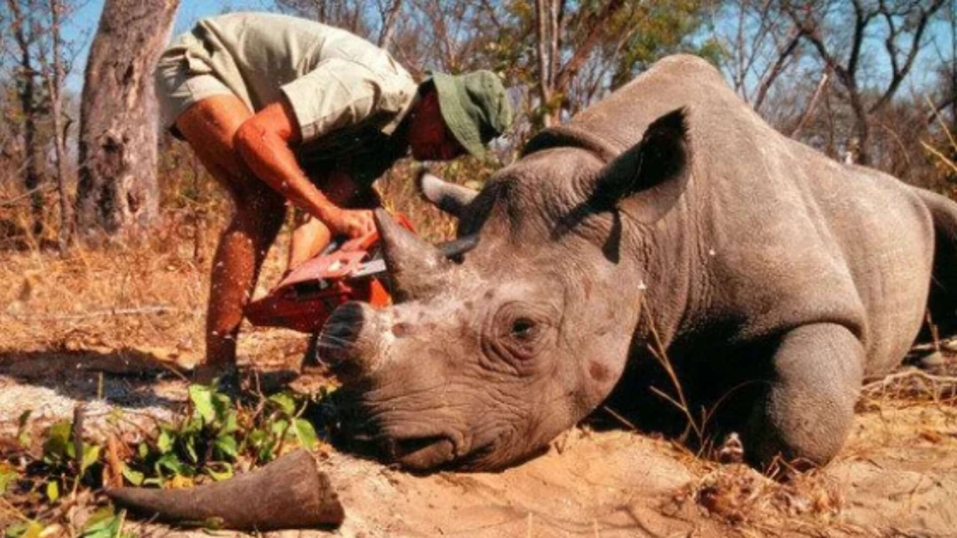 Wildlife poaching draws attention of criminologists -