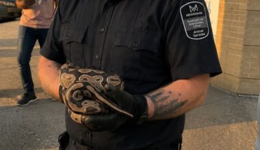 Trapped python in Ontario car engine calmly climbs onto an officer's arm