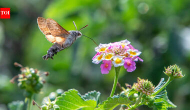 Hummingbird hawkmoths may have their own version of being left-handed or right-handed, using one preferred eye and one side of their long proboscis together to search flowers