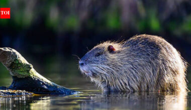 One of the world's largest rodents was imported for fur farming in North America; today it's devastating wetlands and riverbanks across US |