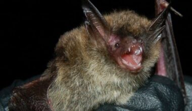 Sudbury 'bat walks' helping conservationists learn more about local populations
