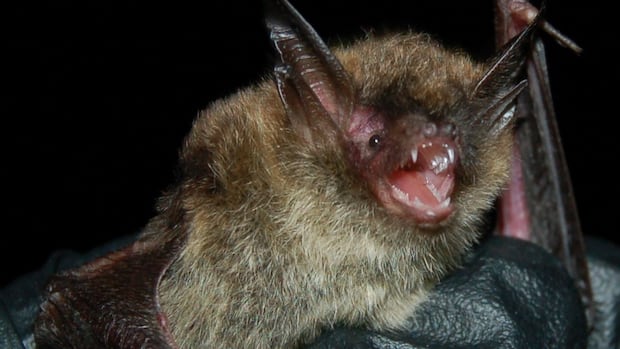 Sudbury 'bat walks' helping conservationists learn more about local populations
