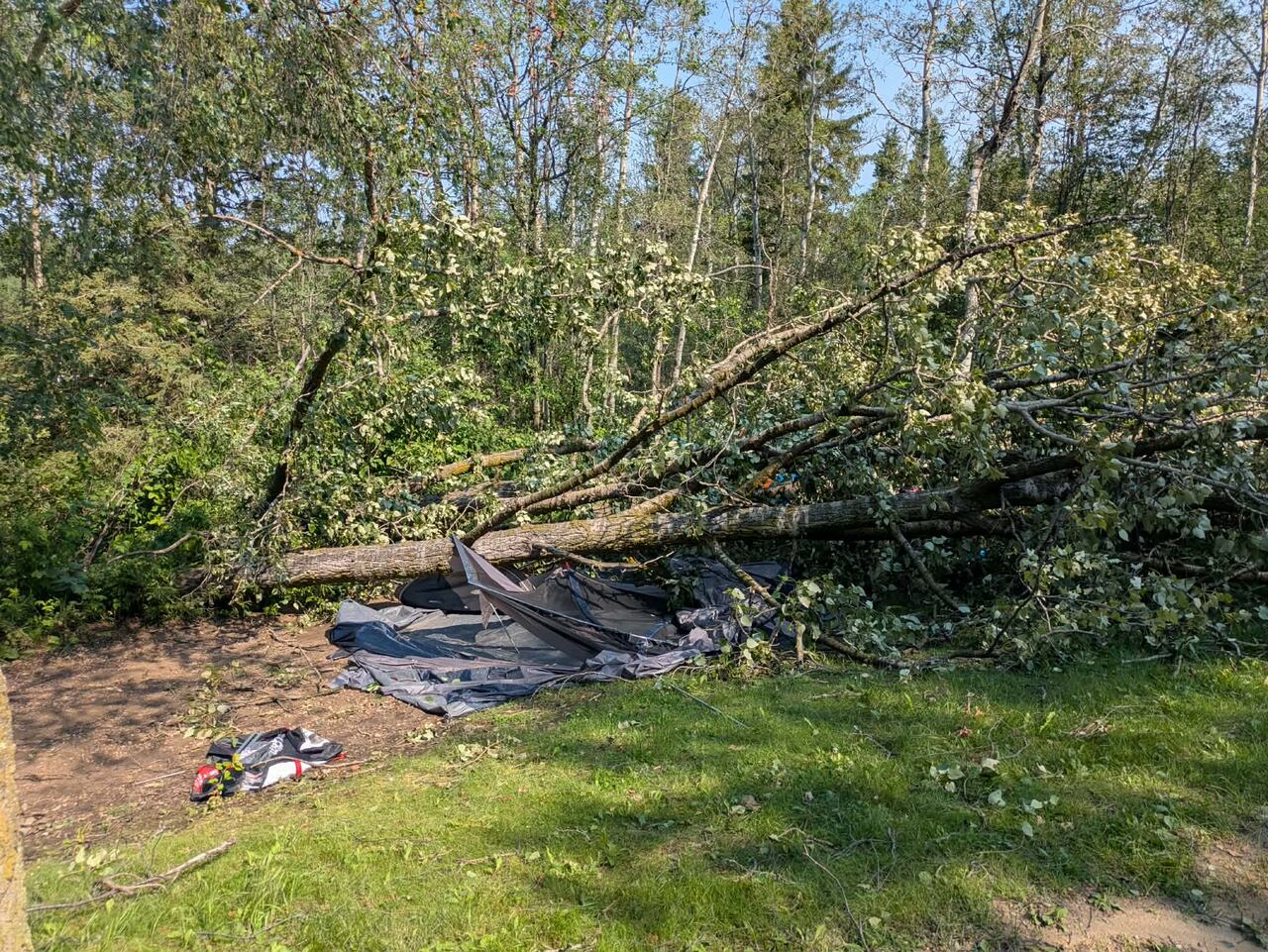 downed tree on top of tent