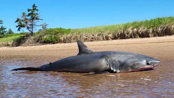 A shark on the sand.