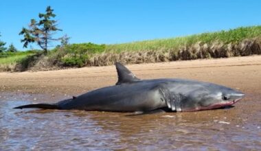 Large great white shark found dead on Nova Scotia beach, cause of death a mystery