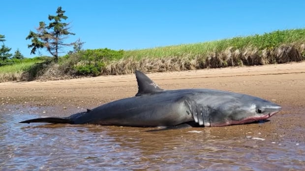 Large great white shark found dead on Nova Scotia beach, cause of death a mystery